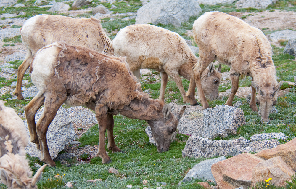 Bighorn sheep have a tan brown coat, and females grown small thin horns, while rams grow thick curls that are important in establishing their dominance. 