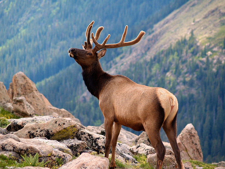 Elk are known by their larger size then mule deer, and for the famous "bugle" of males during the fall mating season.