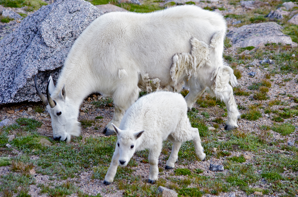 Mountain goats and other wildlife can be seen across the forest.