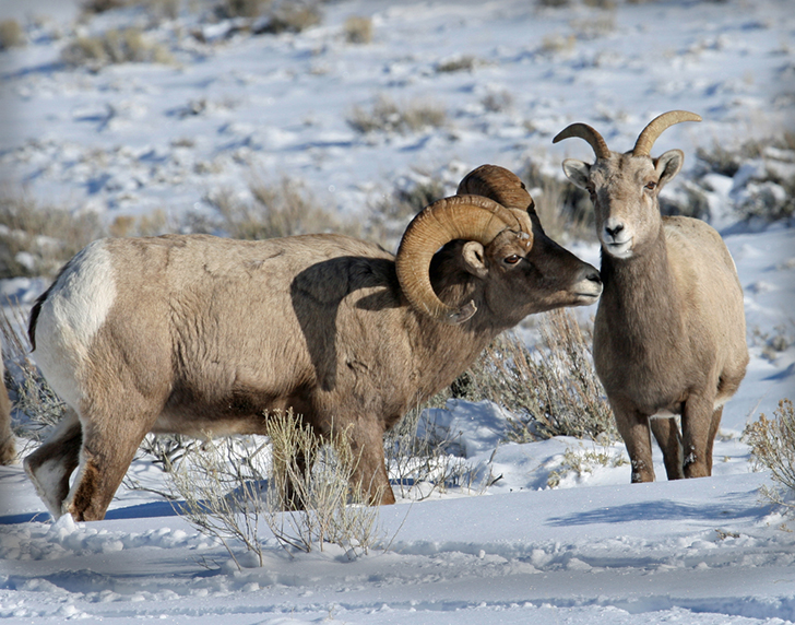 Bighorn sheep can be seen near wet areas or salt licks. Watch from a distance. 