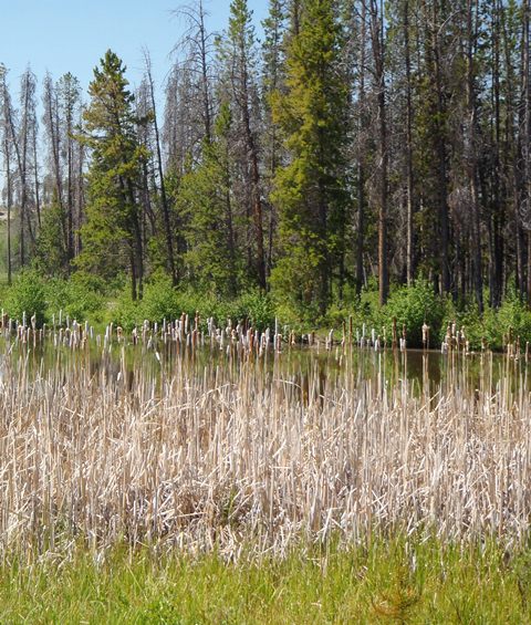 Cattails provide critical habitat for nest waterfowl and wildlife. 