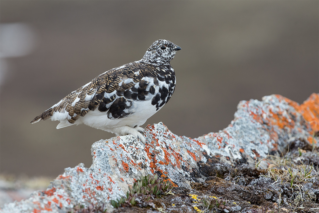 Look for ptarmigan year round, but in winter, their plumage turns solid white. They will burrow into snowbanks to wait out snowstorms!