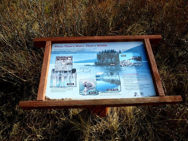 Image of interpretive sign titled Where There's Water, theres Wildlife.