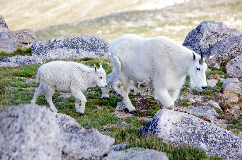 Mountain goat male and female both grow slender black horns. Females bear young in the spring, and stay with them for a year. 