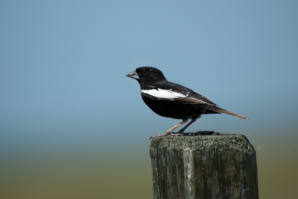 Birdlife is abundant on the Pawnee....catch the bird tour near Crow Valley Campground.