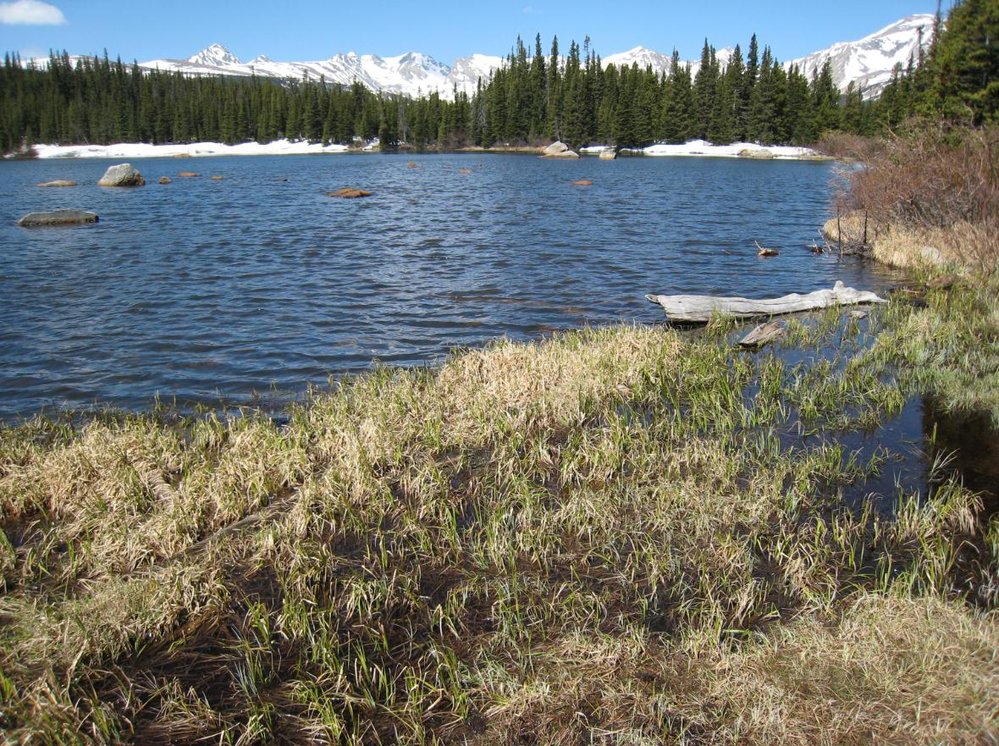 Shoreline of lake with snow covered peaks and pine trees on the far side.