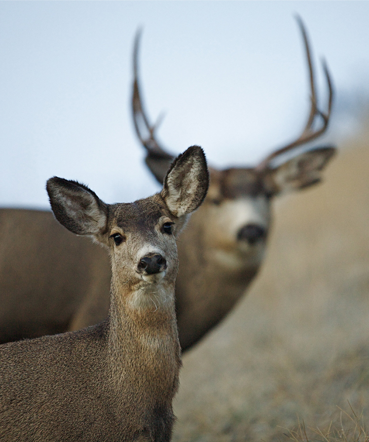 Mule deer drop to lower elevations during winter months where food sources are available. 