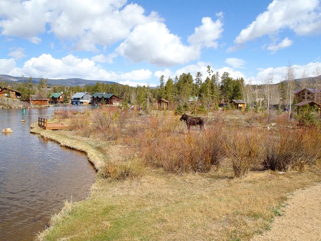Moose on shoreline.