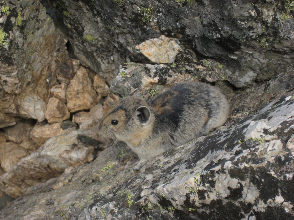 Pika, a small mammal related to the hare, but with short ears. 