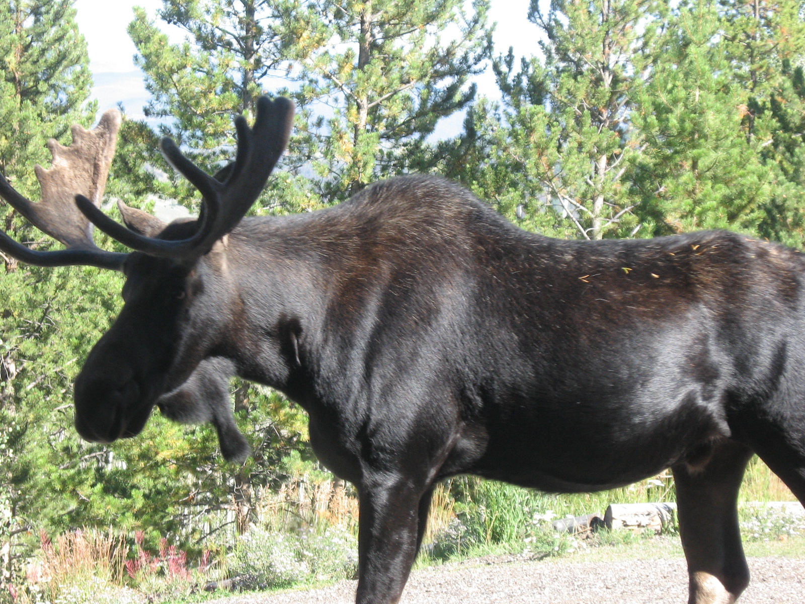 Moose are unpredictable and dangerous, view from a distance.