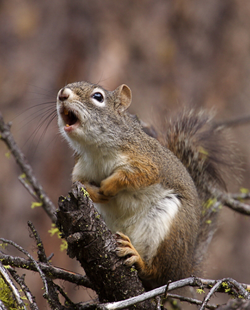 Pine squirrels have a shrill call, and might drop pine cones on or near you! 