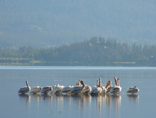 Flock of white pelicans on Grand Lake