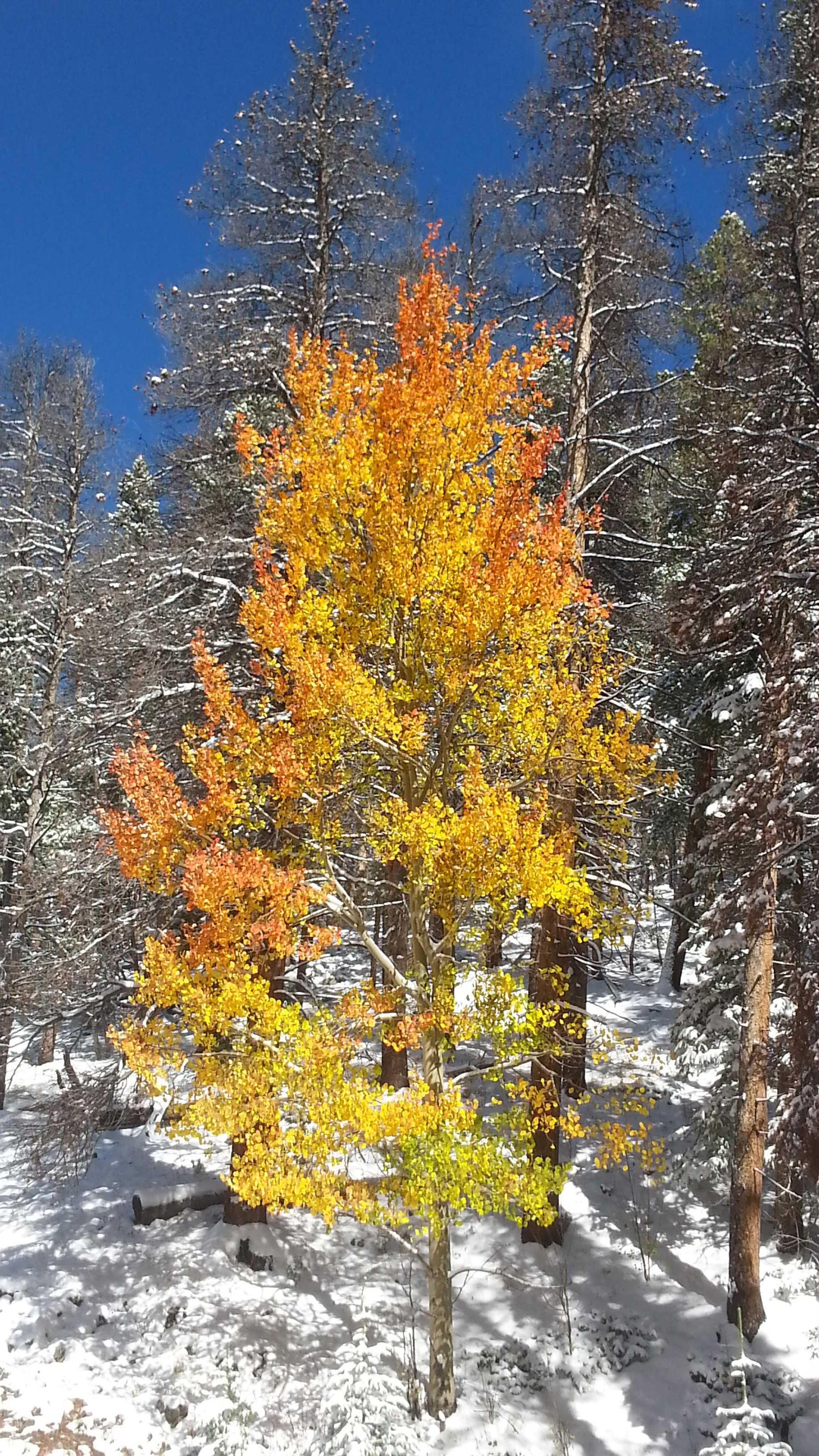 Autumn aspen in early fall snow in the Poudre Canyon