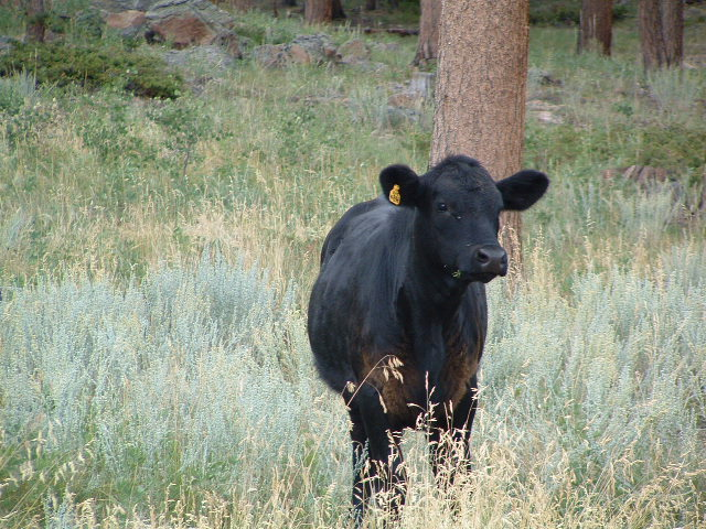 Cattle often graze on National Forest lands where permitted.
