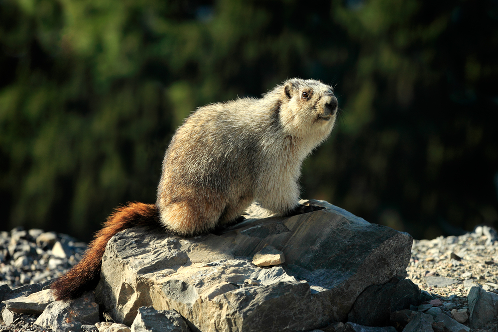 Yellow bellied marmots love to sun themselves on rocks through the summer as they build layers of fat.