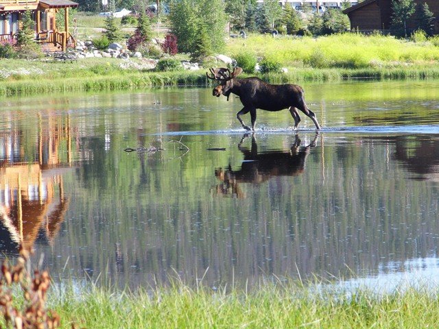 Moose crossing the water channel close to buildings.