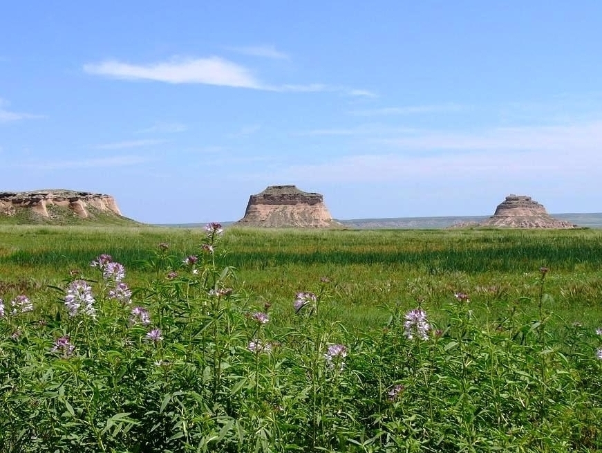 Pawnee Buttes rise above the grasslands and are visible from miles away. They served as an early landmark for emigrants heading west. 
