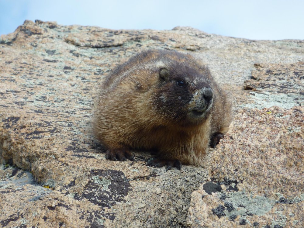 Yellow bellied marmot on rock.